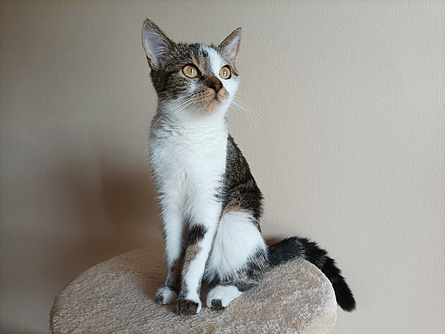 Fotografie po��zen� smartphonem Xiaomi Redmi Note 10 5G