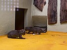 Manny a Aruni, levharti cejlon�t� z jihlavsk� zoo, maj� dvoj�ata