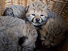 Ve dvorsk zoo se narodilo pt mlat gepard.