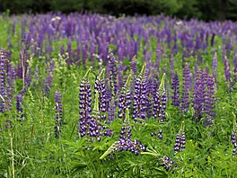 Lupina mnoholistá na lukách v okolí Podstrání na Sokolovsku