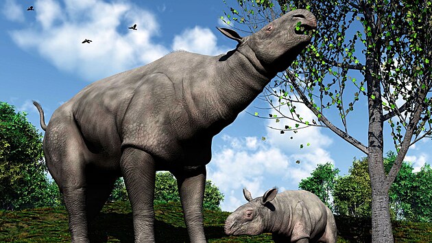 Umělecké vyobrazení obřích nosorožců, žijících zhruba před 26,5 milionu let.