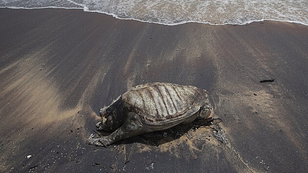 Zbytky z mrtvé želvy, která leží na pláži. Příčinou její smrti byly popáleniny či chemikálie, zapříčiněné požárem na lodi. (21.červen 2021)