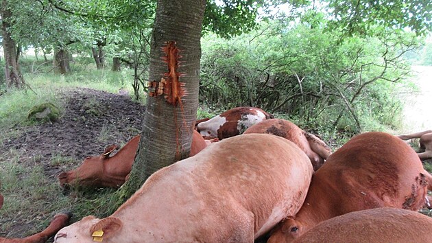 Po zsahu blesku do stromu pila farma Skoice u Netolic o 14 krav a ti telata.