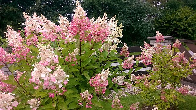 Latnaté hortenzie kvetou i v podhůří spolehlivě každé léto.