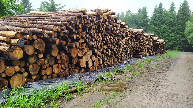 Intenzivní těžba dřeva v Lužických horách