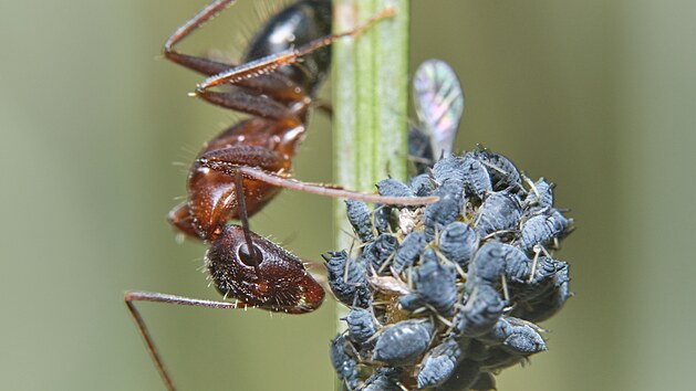 Mravenci mice chovaj podobn jako lovk dobytek a ped toky predtor je brn.