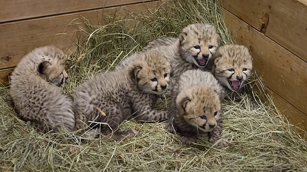 Ve dvorské zoo se narodilo pět mláďat gepardů.