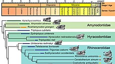 Fylogeneze obích nosoroc