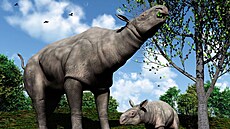 Umlecké vyobrazení obích nosoroc, ijících zhruba ped 26,5 milionu let.