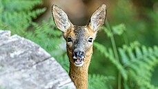 ilustra�ní snímek