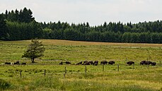 Stádo bizon u Ronova