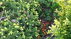 I petrklí�e tu znamenají jaro.