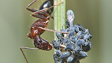 Mravenci mšice chovají podobně jako člověk dobytek a před útoky predátorů je...