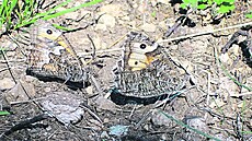 Oká�e je ideální fotit tehdy, kdy� posedí. T�eba p�i pá�ení.