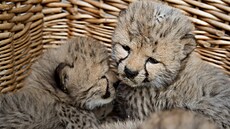 Ve dvorské zoo se narodilo p�t mlá�at gepard�.
