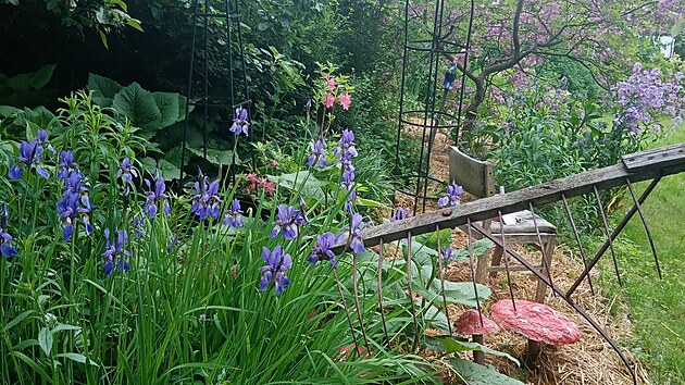 Ukzkov prodn zahrada u amberka, kterou zaslala do soute Nejkrsnj zahrada 2021 pan Irena Emma. Koncipuje ji jako zahradu ve stylu Alenky v i div.