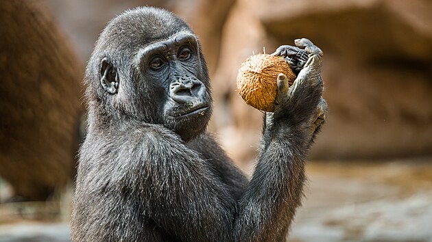 Goril� same�ek Ajabu b�hem enrichmentu s kokosov�mi o�echy