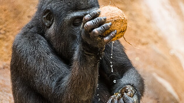 Goril sameek Ajabu bhem enrichmentu s kokosovmi oechy