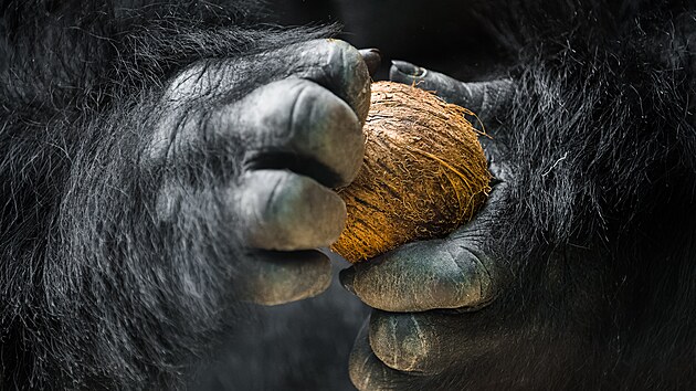 Stbrohbet goril samec Richard bhem enrichmentu s kokosovmi oechy