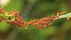 Mravenci mají kolektivní my�lení a v genech �program�, �e to hlavní je zájem...