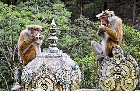 Sr Lanka: klenot vsazen do vln Indickho ocenu