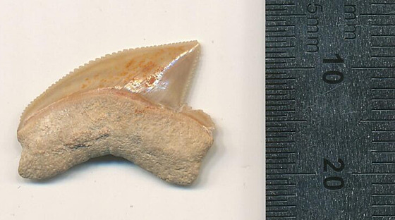 V Jeruzalém nali raloí zuby z období dinosaur (8. ervence 2021)
