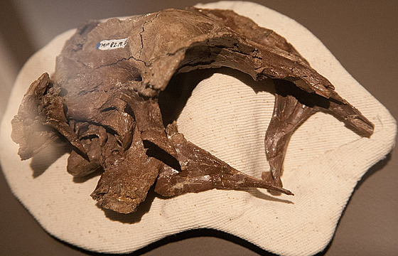 Právě nápadně velká mozkovna dinosaura, popsaného původně jako Stenonychosaurus...
