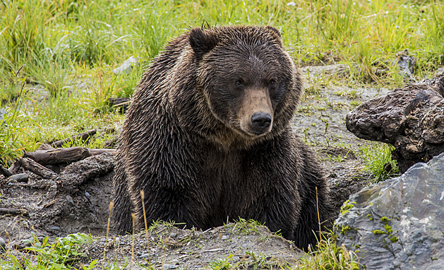 V Kanadě zabil agresivní grizzly dva lidi. Správci parku poté medvěda usmrtili