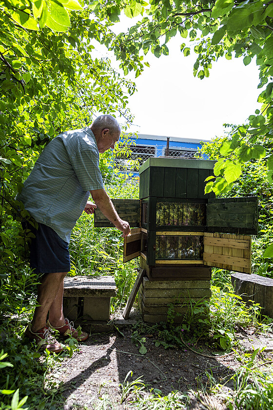 Velí úl se nachází také v okrajové ásti olomoucké univerzitní botanické...