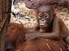 Orangutaní sameek Kawi krásn prospívá