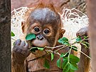 Sedmimsíní Kawi, drahocenné mlád orangutana sumaterského, se má v Zoo Praha...