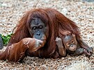 Sedmimsíní Kawi, drahocenné mlád orangutana sumaterského, se má v Zoo Praha...