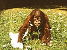 Orangutan sumaterský Kama jako dvouletý (1973)