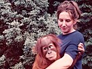 Orangutan sumaterský Kama, narozený v roce 1971, jeho odchovali lidé. A Mirka. 