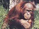 Orangutan sumaterský Kama jako mlád 
