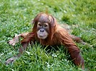 Orangutani jsou zase v sexu velmi kreativní. Praktikují ho v pralese na...