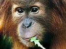 Kama, orangutan sumaterský 