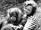 Orangutan sumaterský Kama a jeho chovatelka Boena Gottfriedová