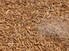 Hnojivo, které je vyrobené z hmyzího trusu patí mezi kvalitní organická...