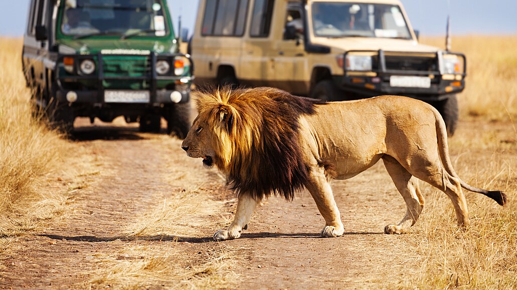 A v Tanzanii, ve volné pírod, jsem si uvdomila, jak je lev velké a opravdu...