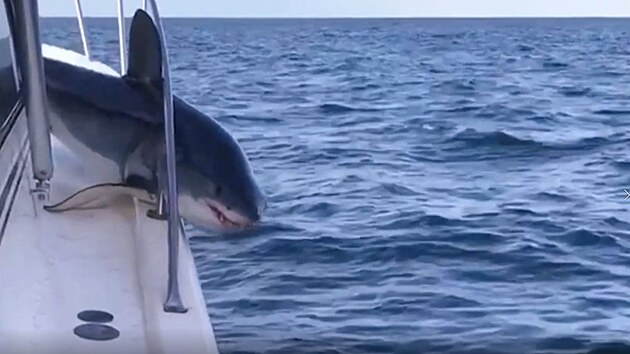 Rozzuřený žralok vyskočil až na loď, bohužel se tam zaklínil do zábradlí.