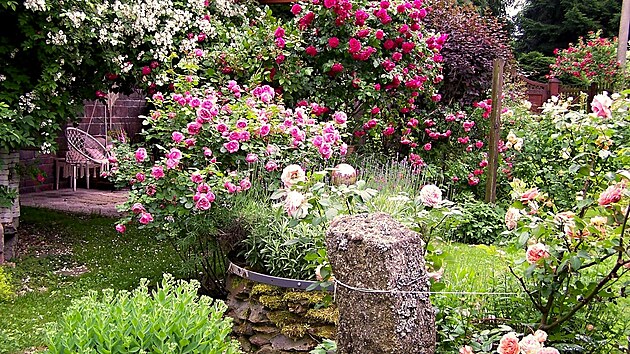 V zahradě je spousta růží, které jí v létě dodávají úžasnou atmosféru. Vyžadují za to ovšem poměrně dost péče, prozradil čtenář.  