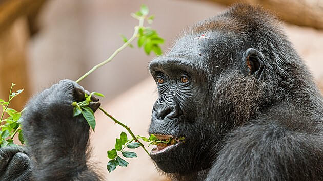 Female Kamba b