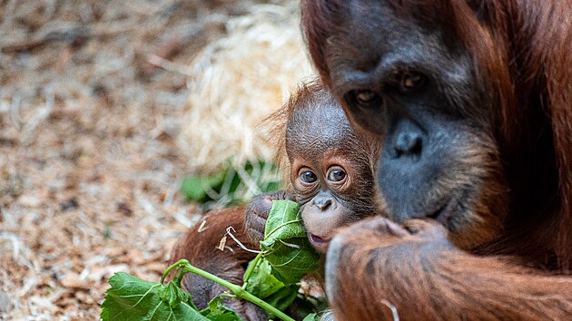 Sedmimsn Kawi, drahocenn mld orangutana sumaterskho, se m v Zoo Praha...