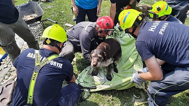 Hasičům se podařilo vyprostit ze sutin v Moravské Nové Vsi živého psa. Je zraněný a vyčerpaný. Ošetřil jej veterinář. (3. července 2021)