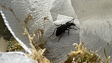 Stevlík Ménétriésv je dravý brouk, který se ivý zejména slimáky a pavouky.