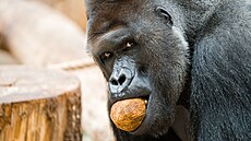 Stíbrohbetý gorilí samec Richard bhem enrichmentu s kokosovými oechy