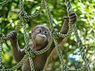 Same�ek orangutana sumatersk�ho Kawi