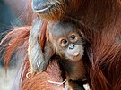 Same�ek orangutana sumatersk�ho Kawi