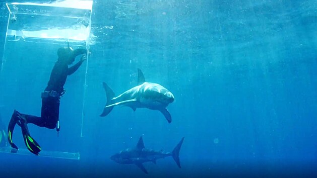 Při potápění v plastové kleci je to z pohledu žraloka, jako by byl člověk nechráněný.